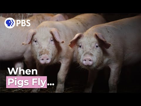 When Pigs Fly! | Say What?! Animal Idioms