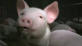 Edward Ka​-​Spel - This Little Piggy