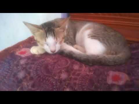 sleeping cat boy chiku.#cat #shorts