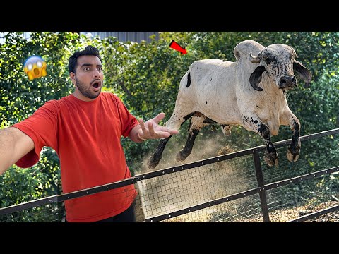 Anand Bull Ne Mari 5 Feet Ki Jump🤬🐂*Fight Ho Gayi?