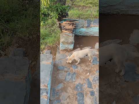 एक प्यारी सी ....🐕🐕 #shortsvideo