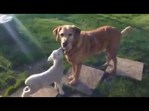 Harry and his lamb gang