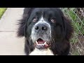 Landseer Tipo Europeo Continental - My Landseer Newfoundland Dog, Kira
