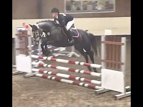 SOLD www.sporthorses-online.com 2010 Holsteiner mare hunter / jumper