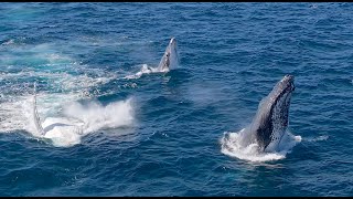 Download the video "2 DOUBLE BREACHES !!!! Two Humpbacks Launch in Perfect Sync — A Rare Ocean Spectacle in 4K"