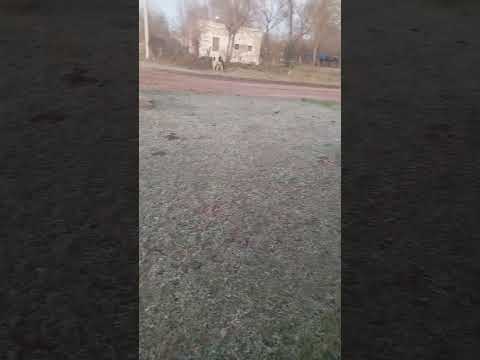 terrible helada en viamonte