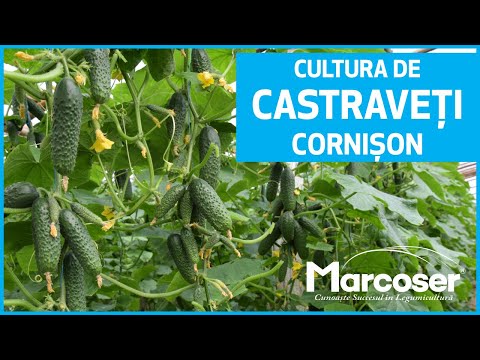 , title : '🥒 Cultura de Castraveți Cornișon. Soluții de la alegerea semințelor până la finalul culturii!'