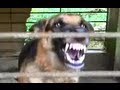 Angry Dog Is Angry