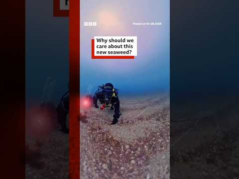Why should we care about this new seaweed? #Seaweed #Science #BBCNews
