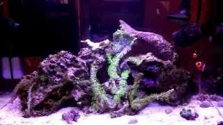 How to setup a 10 Gallon Nano Reef Tank, Update on green star polyps, sea hare slug