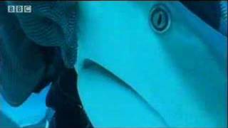 Have you hugged your shark today Video