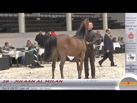 Berlin Cup Werder 2015 - Colts 1 year old (Class 6) - N.28 JULAAN AL MILAN