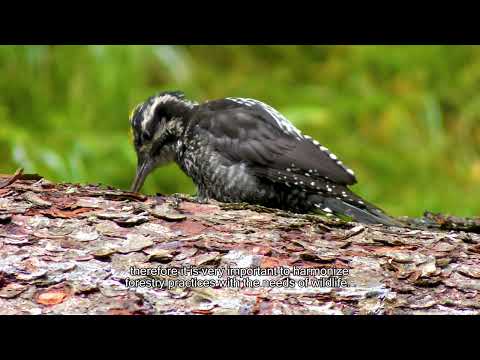 Parcul Natural Apuseni - Speciile de Ciocănitori