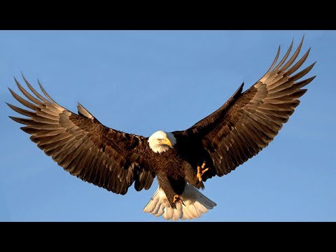 Salesforce Einstein Vision Experiment !!!