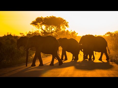Kruger Park nature sounds | Talamati bush camp, South Africa | African Safari sounds 🌍113
