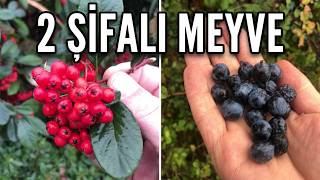Şimdi Tam Zamanı Doğada Bitmeden Toplayın 2 En Şifalı Yabani Meyve