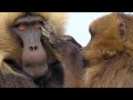 Gelada Baboon Reacts To Being Cheated On With Fury