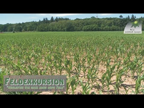 68. Feldexkursion: Schädlinge in Mais - NU Agrar, 14.06.2017