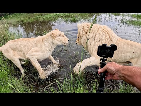 LIONS Play in the Water | The Lion Whisperer