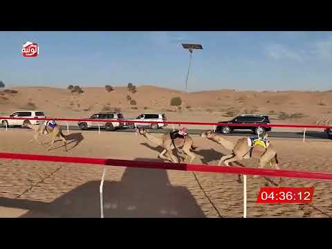  ش 7 (مشكور) لـ عبدالله سيف بن عنتر الغفلي 7:59  , شارة الديوان 2025/12/11 لقايا اللبسه  