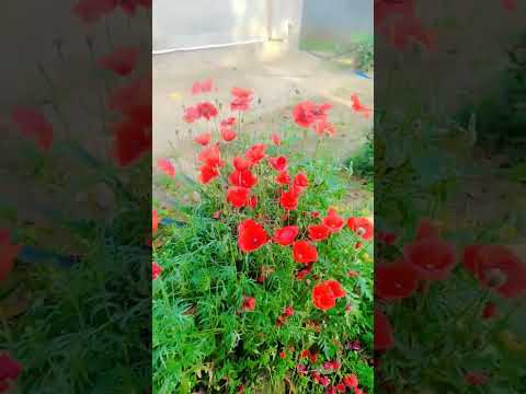 flower 🌺🌺 lovers like kre #youtube