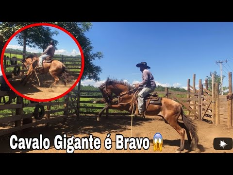 “Descobri que o Cavalo Gigante é muito Bravo😱 Pulou e tentou me derrubar”