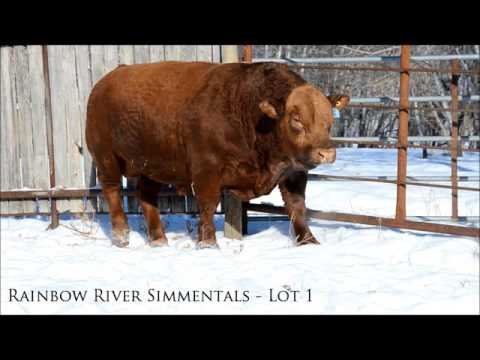 Rainbow River Simmentals