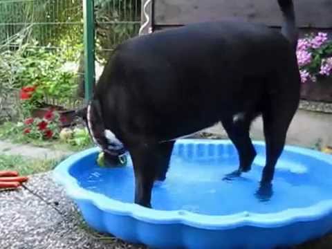 Spiel und Spaß mit meinen Hunden   - Teil 1  -