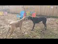 Great Danes Thumbelina And Cinderella Playing Fall 2024