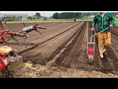 春に種や苗からほうれん草を播種するにはどうすればよいですか？何の品種ですか？  庭園