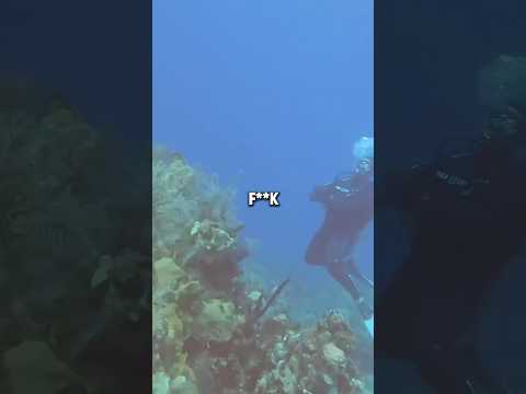 Divers Encounter Real Sonar Ping 📡📡 Original - @jimryan4056