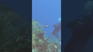 Divers Encounter Real Sonar Ping 📡📡 Original - @jimryan4056