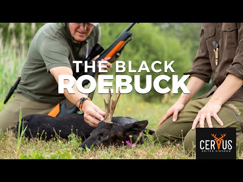 THE BLACK ROEBUCK | Hunting Magic Moments