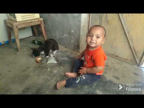 Cat🐈#Qasim Ali ka dost pomo