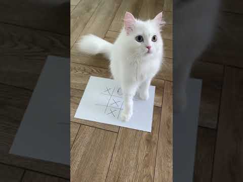 Tic Tac Toe with a Cat | White cute Persian cat