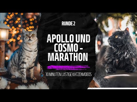 Das Marathon der Lustigen Katzenvideos mit Apollo und Cosmo 2.0