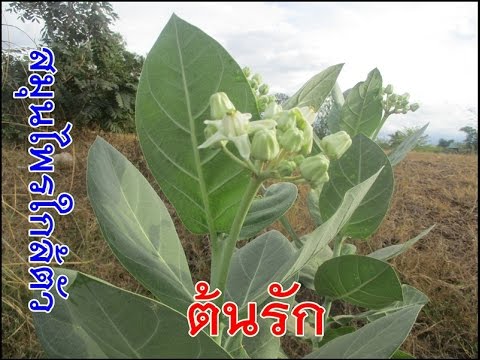 การฉีดเพื่อเพิ่มความแข็งแรง นมแพะสำหรับแรงชาย