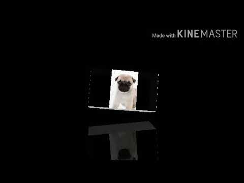 Pug dog by Sreeram \ pranov