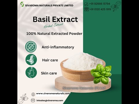 10 kg basil dry extract, powder
