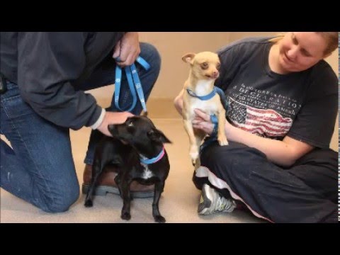 Rosemary DeCamp ID 137603