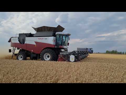 Процесс уборки яровой пшеницы. Torum 750, 780. Разгрузки на ходу