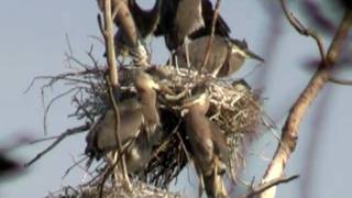preview picture of video 'Great Blue Herons feeding'