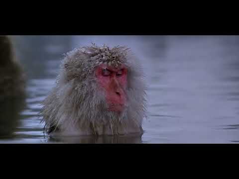 Baraka Video Thumbnail