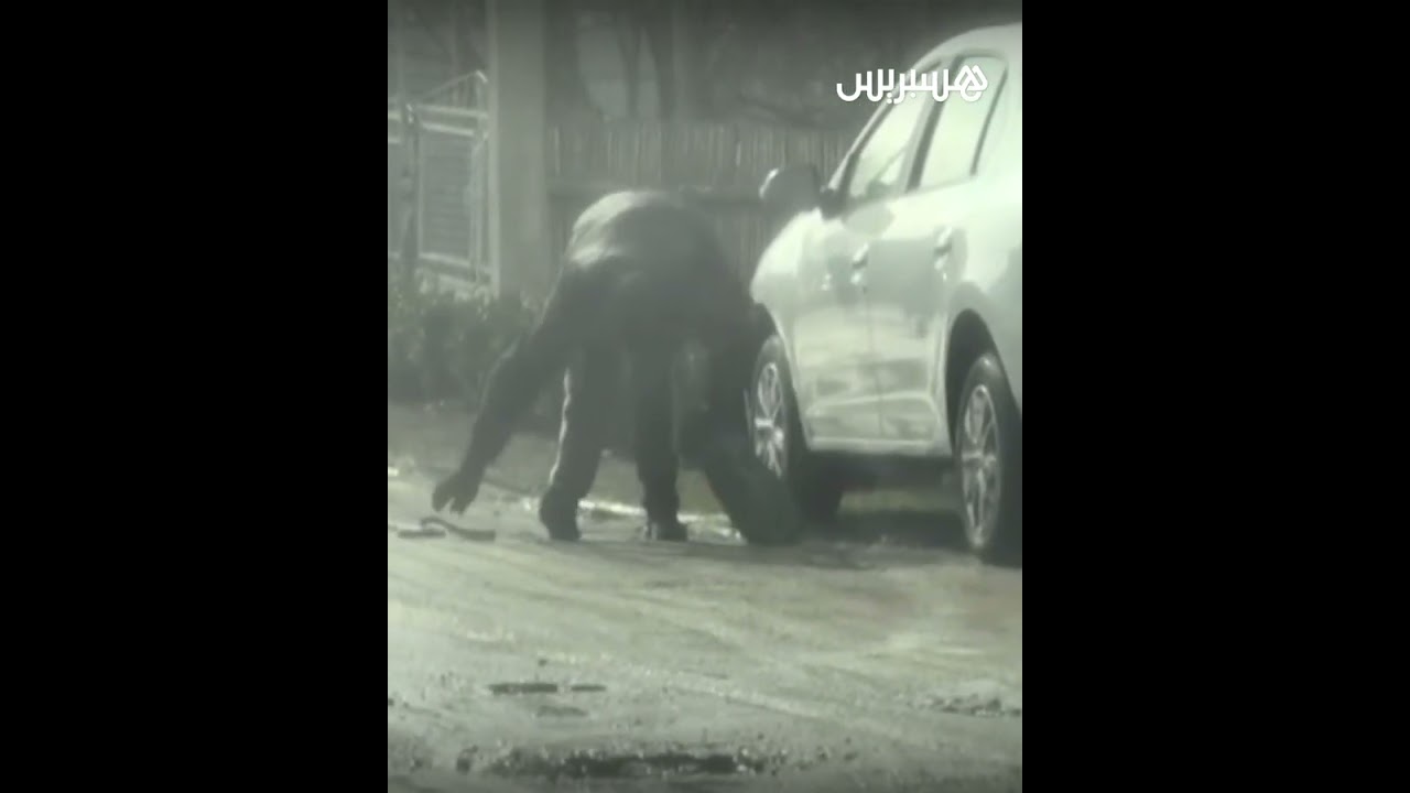 كان يحاول اغتيال سياسي.. الأمن الروسي يجهز على رجل تظاهر بالإعاقة ليزرع قنبلة تحت سيارة في زاباروجيا thumbnail
