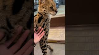 【おはようサーバルシリーズ㉝】