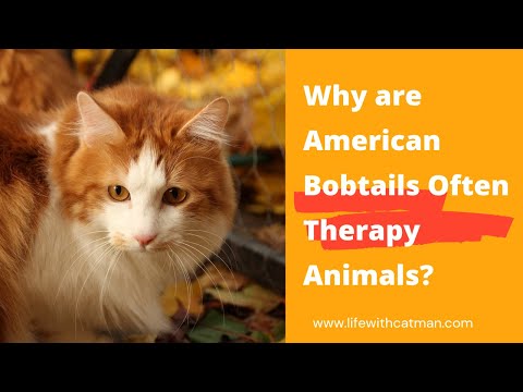 Why are American Bobtails Often Therapy Animals?
