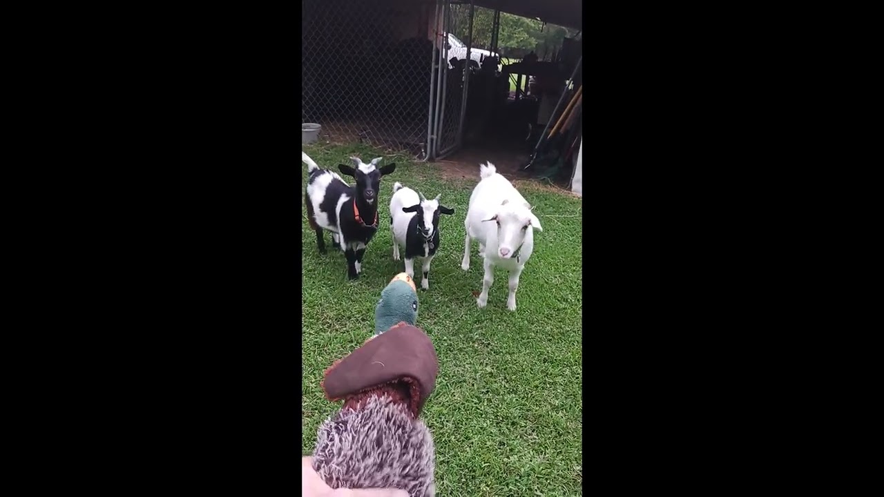 Toy Duck Versus Fainting Goats || ViralHog