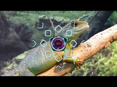 Versus & Fran Valdivieso - Ilan Ilan