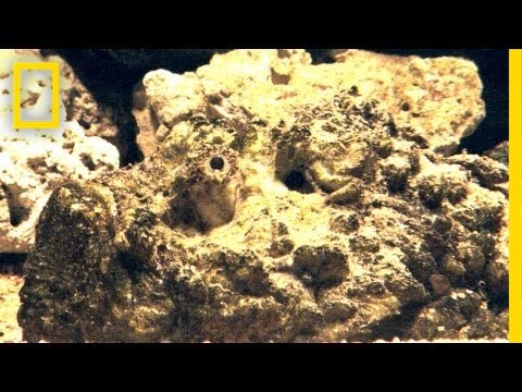 Stonefish Strikes Without Warning | National Geographic