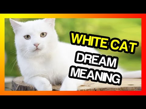 White Cat Dream Meaning & Interpretation Symbol